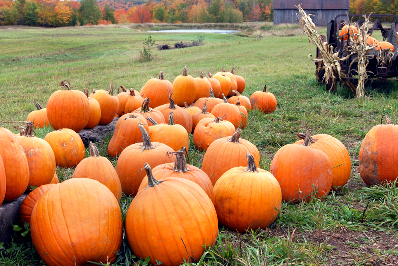 Plant Pumpkins Now For Fall Faces Later